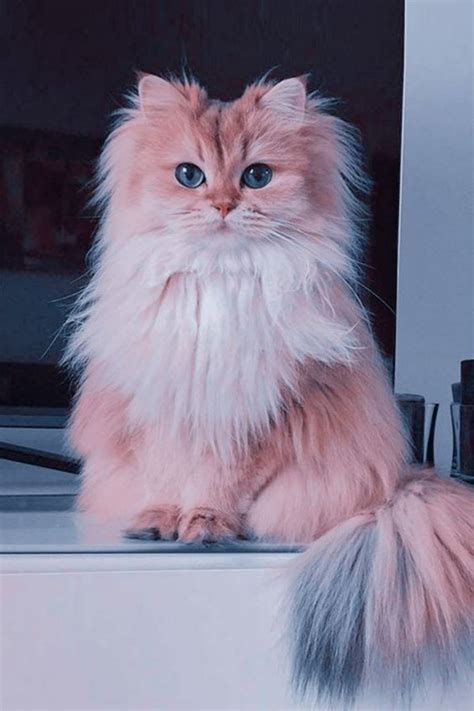 200 Cute Cat Aesthetic Wallpapers