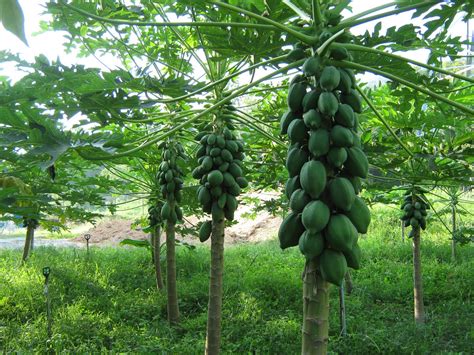 Kenalilah ia, anda semua pasti tidak menyesal. Kisah Kehidupan: Segar Dari Ladang