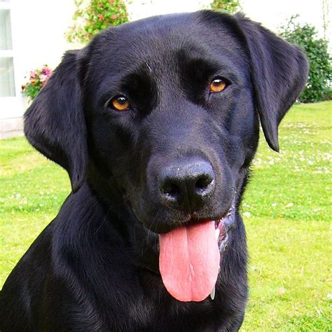Most Beautiful Mixed Breed Dogs Top 7 Black Labrador Retriever