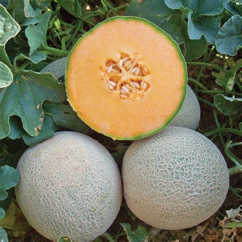 Browse all ambrosia melon recipes. cucumber cantaloupe hybrid