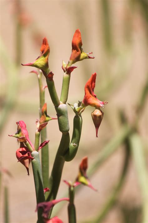 Lady Slipperslipper Flower Sunnylands Art Garden