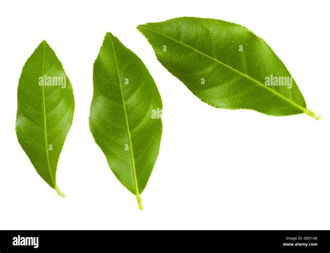 Set Of Green Lemon Tree Leaves Isolated On White Background Stock Photo