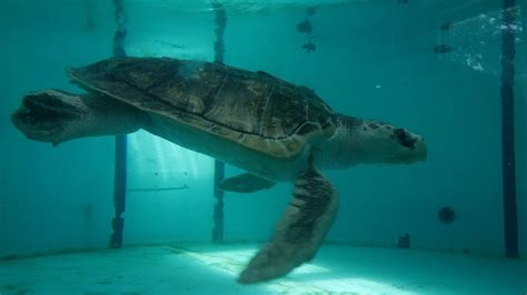 Tallys Tale Kemps Ridley Sea Turtle Released Back Into Gulf Of