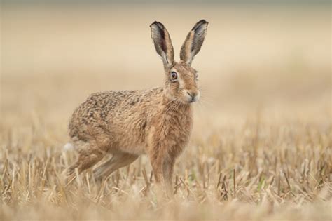 Species Brown Hare Mammal Society
