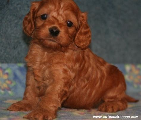 You can find a list here, but other agencies include lutheran social services, saint a's if you have pets, you would include them too. Puppies for sale - Cockapoo, Cockapoos - ##f_category## in ...