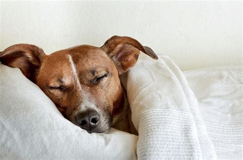 How Much Sleep Does Your Dog Need Pettsie
