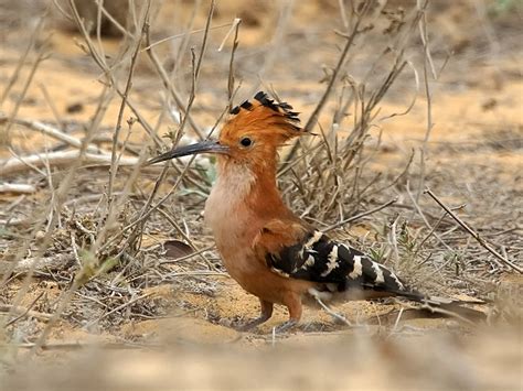 Madagascar Hoopoe Upupa Marginata Ifaty Madagascar End Flickr