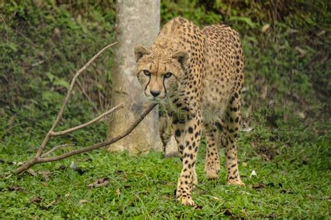Cool Cheetah Portrait On The Grass Stock Photo Image Of Predator