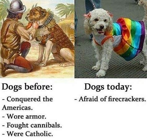 Dogs Today Think Gender Is A Social Construct Rdankmeme