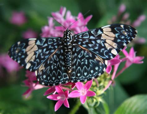 If you're wondering about more common insects, the common housefly can live up to 28 days with the right environment. Is a butterfly an insect