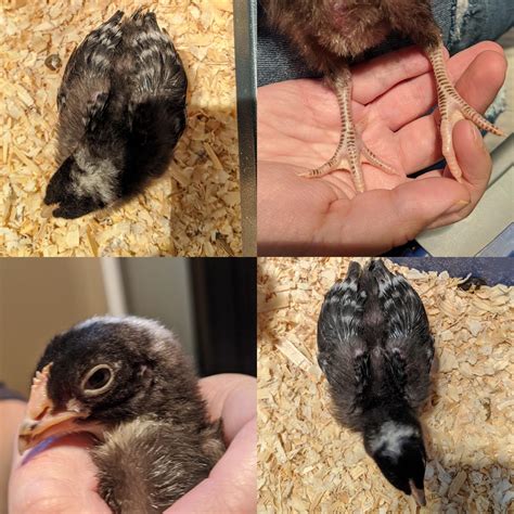 Sexing Barred Rock Chicks