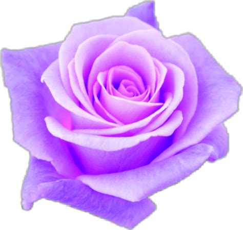 Download Aesthetic Transparent Purple Roses Png Aesthetic Transparent