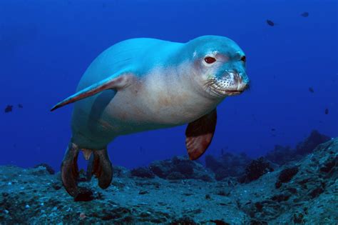 Marine Animals In Greece Blog
