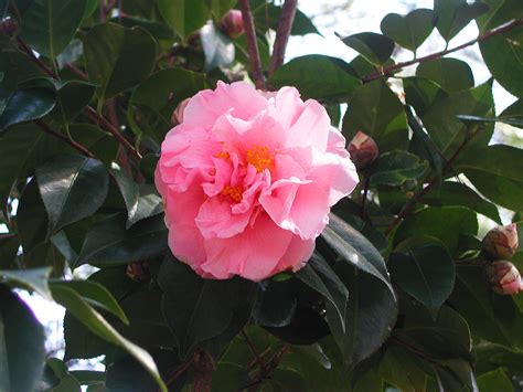 Pink Japanese Camellia Flower Nature Photo Gallery
