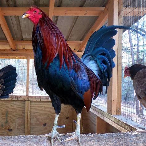 Our Curtis Blackwell Pure Mclean Hatch Brood Rooster Gamefowl He S Not For Sale But We Have