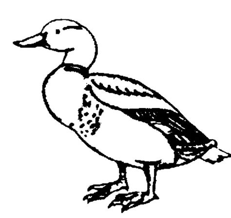 Drawing Mallard Duck Coloring Pages Color Luna