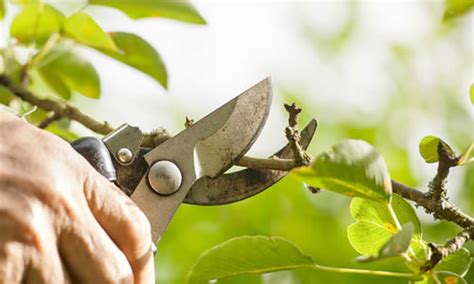 Has the skills and experience to. Tree Service Phoenix, AZ - Tree Trimming, Removal - Arbor ...