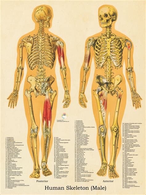 Male Skeletal System Anatomy Chart X