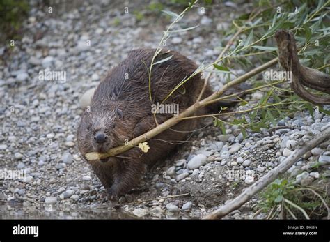 Beavers Castoridae Rodents Rodentia Mammals Stock Photo Alamy