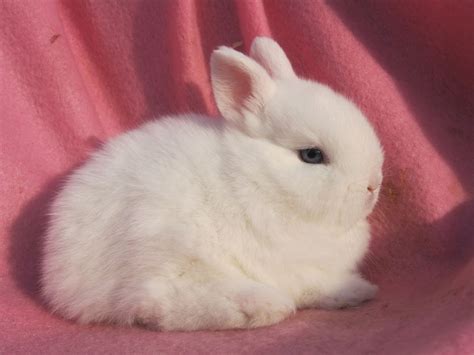 Netherland Dwarf Rabbits For Sale Pets4homes Netherland Dwarf Bunny