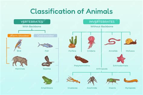 Free Vector Hand Drawn Classification Of Animals Infographic