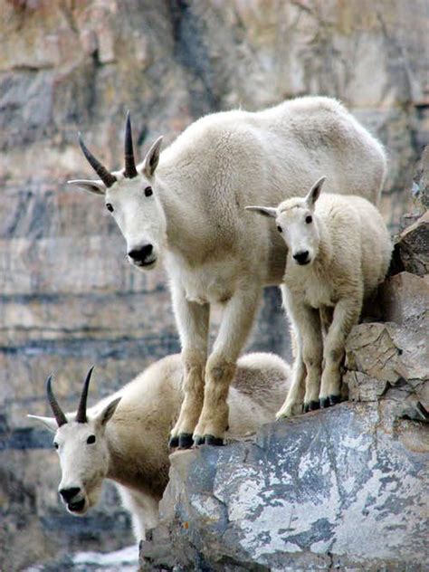 Rocky Mountain Goat Articles Summitpost