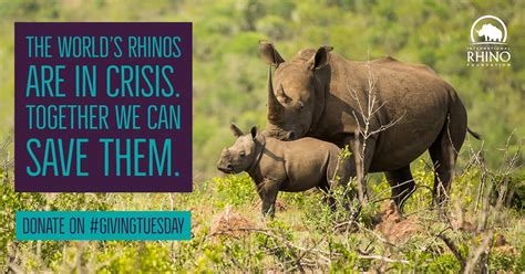 Today Only Double Your Impact And Help Us Protect More Rhinos
