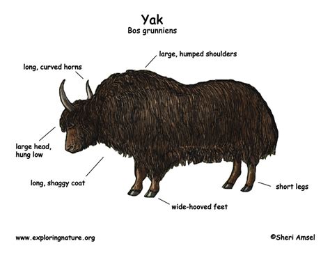 Yak | Annie-mal website