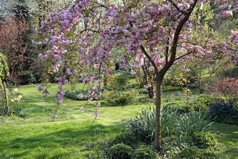 Das schöne an der flammenblume ( phlox) ist ihr wunderbarer sommerlicher duft. Kleine Bäume für den Garten: Die 10 besten Arten - DAS ...