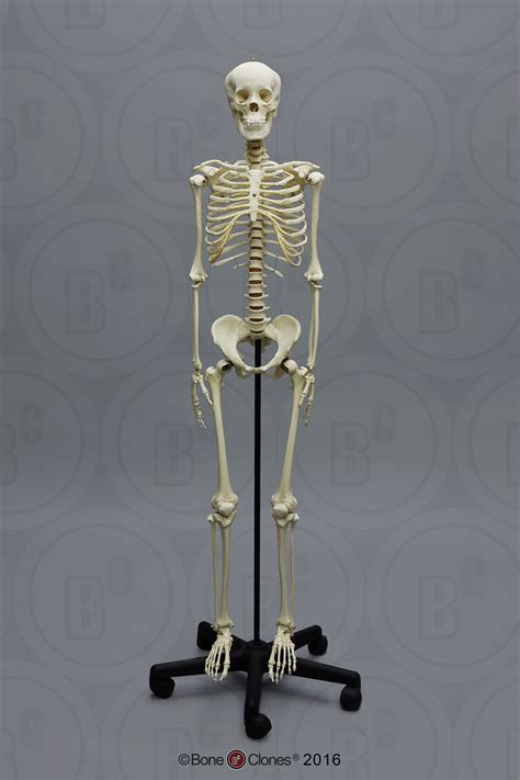 Human Adolescent Articulated Skeleton - Bone Clones, Inc ...