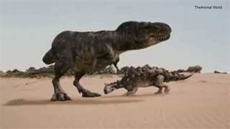 Tarbosaurus Vs Tarchia 720hd Theanimal World Youtube