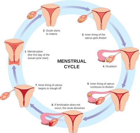 Actualizar Fases Del Ciclo Menstrual Dibujo Ltima Camera Edu Vn