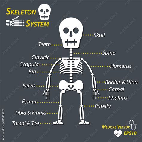 Human Skeleton And All Name Of Bone Skull Cervical Spine Humerus