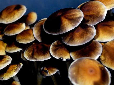 Use Magic Mushrooms