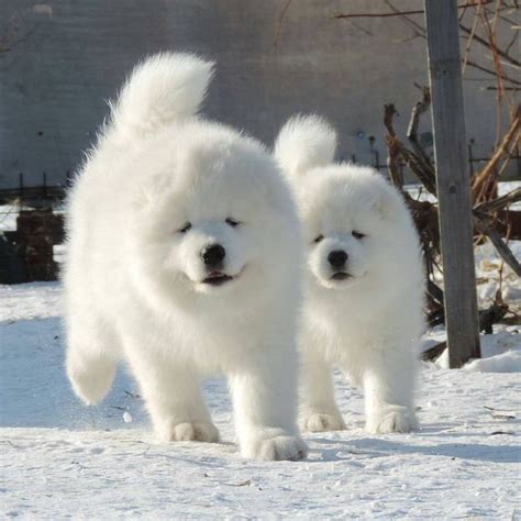 One way to determine the ancestry of your mixed breed is through a dna test. Dogs : Samoyed puppies - PetsTips.net | Leading pets and animals Magazine