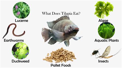 What Does Tilapia Eat Diet And Facts