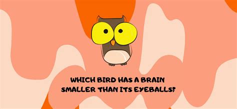 Which Bird Has A Brain Smaller Than Either Of Its Eyeballs