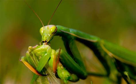 Caracteristicas De La Mantis Religiosa Su Vida Y H Bitat Natural