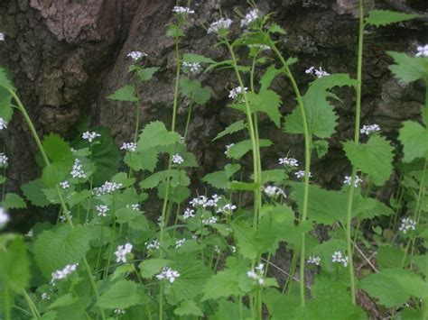 Urban Prepper Chicks Herb Of The Week Uses For Garlic Mustard Herbs