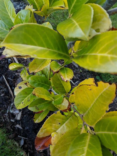 Cherry Laurel Hedge Yellow Leaves — Bbc Gardeners World Magazine