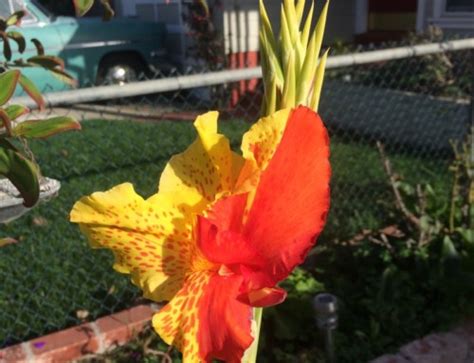 When bulbs are forced to bloom in shallow containers with pebbles and water, the plant often uses all of its energy to form the bloom and has. Carved Chinese Sacred Lily Bulb