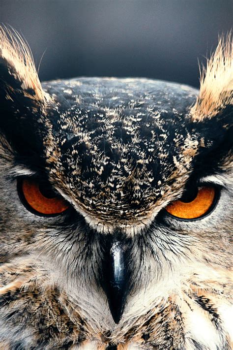 640x960 Owl Closeup 4k Iphone 4 Iphone 4s Hd 4k Wallpapers Images