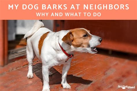 What Can I Do About My Neighbors Barking Dog
