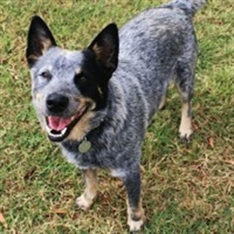 Fostering dogs also gives battersea a valuable opportunity to see how our dogs behave in a domestic environment so we can find them the right new homes. Australian Cattle Dog Rescue ― ADOPTIONS