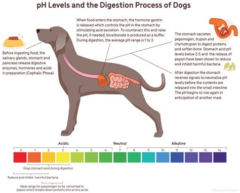 Digestion Rates Stomach Acidity And Co Feeding Your Pet Guides Big