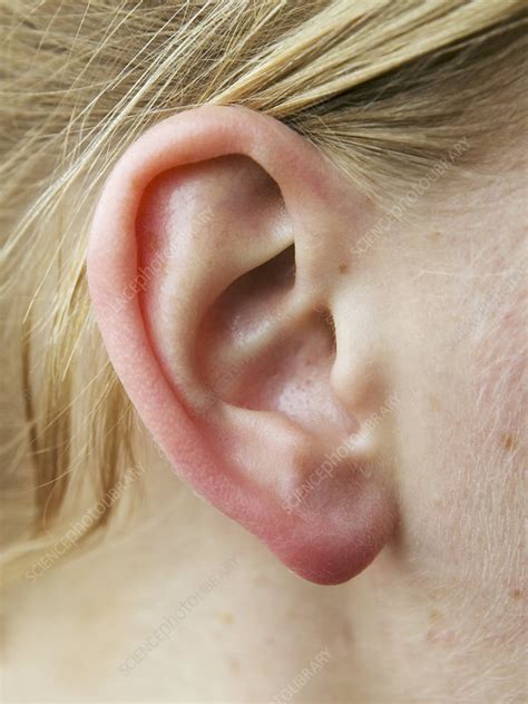 Womans Ear Stock Image P4300124 Science Photo Library