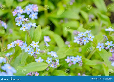 Blooming Little Blue Meadow Flower In Garden Forget Me Not Or Myosotis