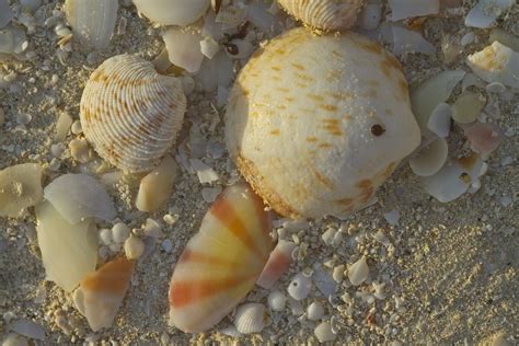 Sea Shells South Seas Pearl Beach Ocean Sand 20 Inch By 30 Inch