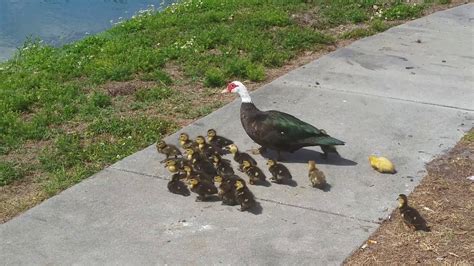 Muscovy Duck With Her Chicks Tampa Florida United States Youtube