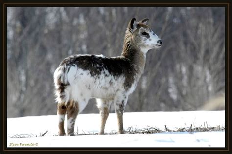 Natural World Through My Camera Piebald Fawn From January